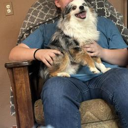 Rex - Toy Australian Shepherd