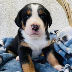 Greater Swiss Mountain Dogs and Rottweilers from SS Swisses