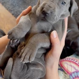 Male - Black male Great Dane puppy in North Branford, Connecticut from Rockin' Danes