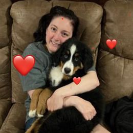 Bernese Mountain Dog Puppies from Lonesome Pine Farm