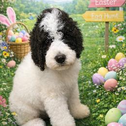 Gray Collar - Parti male Goldendoodle puppy in Sanderson, Florida from Serenity Goldendoodles