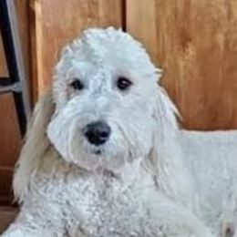 Goldendoodles from Hiltondoodles