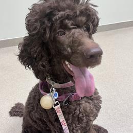 Harper - Poodle