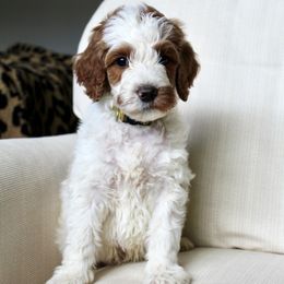 Jeremiah - Parti male Goldendoodle puppy in College Station, Texas from Em & El Doodles