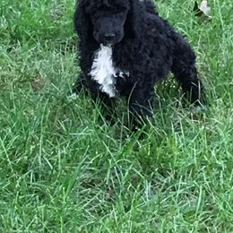  Puppies from Spivey’s Splendid Standard Poodles