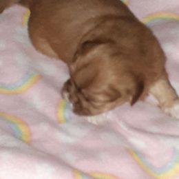 Shih Tzu Puppies from N.F.S.T Imperial ShihTzu Puppies.