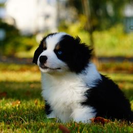 Basset Fauve de Bretagne and Miniature American Shepherd Puppies from 4 Clovers Kennel