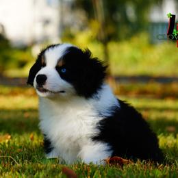 Basset Fauve de Bretagne and Miniature American Shepherd Puppies from 4 Clovers Kennel