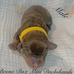 Dachshund Puppies from BooneDox Mini Dachshunds