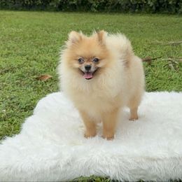 Teddy 5 pounds - Orange male Pomeranian puppy in Naples, Florida from Puppies Forever 💙❤️🐶