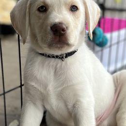 Labrador Retriever Puppies from Lacey’s Labradors