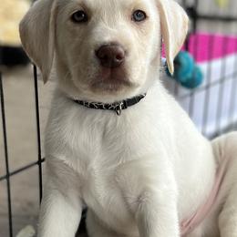 Labrador Retriever Puppies from Lacey’s Labradors