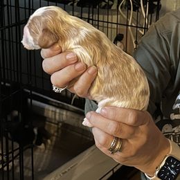 Cavalier King Charles Spaniel Puppies from Foster Cavaliers