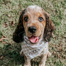 Sutton - English Springer Spaniel