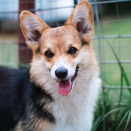 Wylie Mae - Pembroke Welsh Corgi