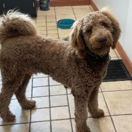 Goldendoodles and Poodles from Boonville Country Doodles