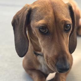 Dachshunds from CountrySide Wieners