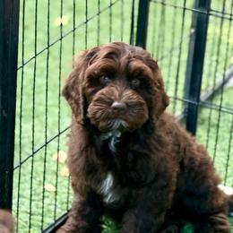 Chip - Chocolate male Australian Labradoodle puppy in Anderson, California from Shaggy Doodles