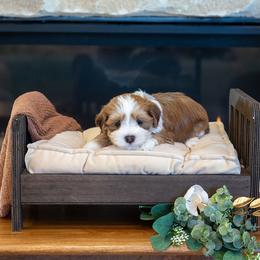 Buster - Red sable male Havanese puppy in South Jordan, Utah from Lady Paws Puppies - Cassie