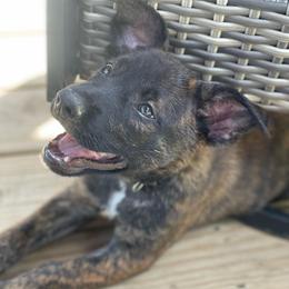 Bumi - Brindle male xDutch Shepherd puppy in Chelsea, Alabama from Alliance K9
