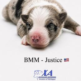 Boy 1 - male Australian Shepherd puppy in Gowen, Michigan from XA AUSTRALIAN SHEPHERDS