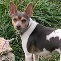 Dachshunds and Rat Terriers from Twin Hickory Ranch