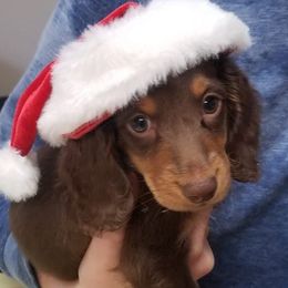 Dachshunds from Plum Fields Dachshunds