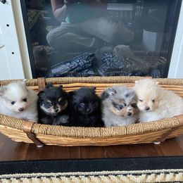 Pomeranian puppies from Highlander Pomeranians