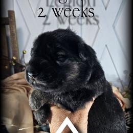 Legion - Black and red male German Shepherd puppy in Sequim, Washington from German Shepherd Haus