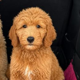 Male 2 - Red  male Goldendoodle puppy in Sauk Village, Illinois from Midwest Timberland Pups