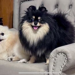 Tessa - Pomeranian