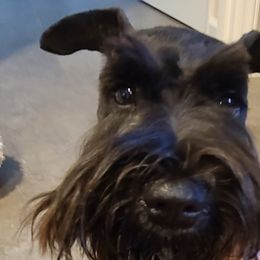 Lady - Miniature Schnauzer