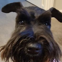Lady - Miniature Schnauzer