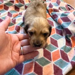 Lady - Cream female Dachshund puppy in Fenton, Michigan from Always Darling Dachshunds