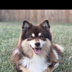 Ahsoka - Finnish Lapphund