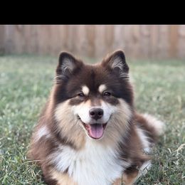 Ahsoka - Finnish Lapphund