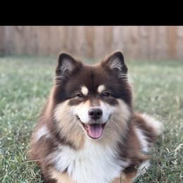 Ahsoka - Finnish Lapphund