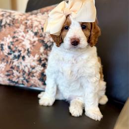 Sabrina - Parti female Goldendoodle puppy in Jackson, Mississippi from T.M. Poodles & Doodles