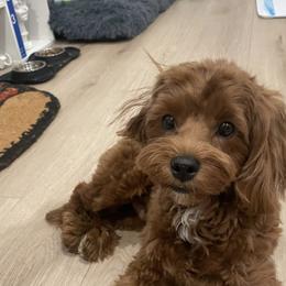 Maltipoo All Grown Up from Mini Paws kennel