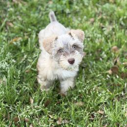 Mirage - Miniature Schnauzer