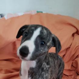 Whippet Puppies from Whippets of Astora