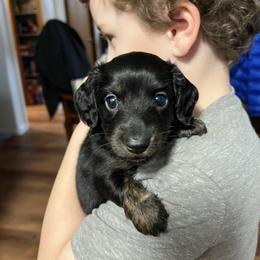 Romeo Valentines - Black and tan male Dachshund puppy in Prescott, Arizona from Dachshund Family Love Breeders