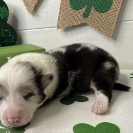 Pippin(blue merle) - Blue merle and white female American Corgi puppy in Scottown, Ohio from Wyndy Ridge Corgis