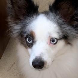Toy Australian Shepherds from Fairway Furries