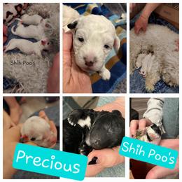 Poodle Puppies from Caboodles Of Poodles