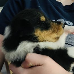 Collie Puppies from Vintage Collies