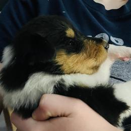 Collie Puppies from Vintage Collies