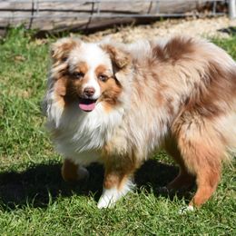 Miniature Australian Shepherd, Shih Tzu, and Toy Australian Shepherd Puppies from River Springs Aussies