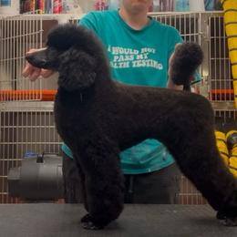 Val - Poodle