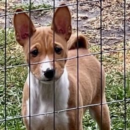 Basenji Puppies from Signet Kennels